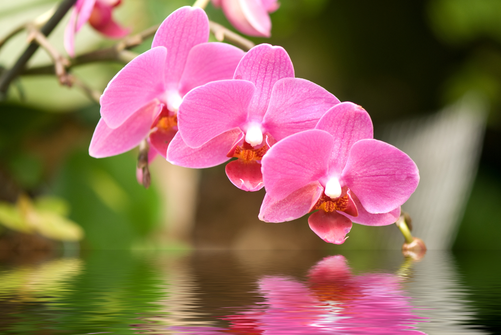 Orquídeas - Significados