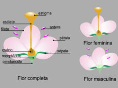flor masculina e feminina